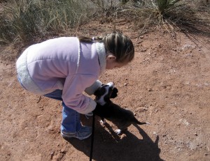 dog dog