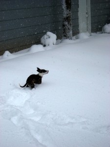 snow9