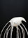 whisk