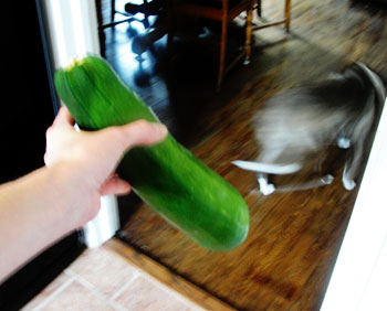zucchini6 zucchini6