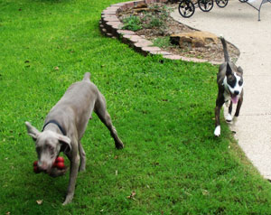 dogs1 dogs1